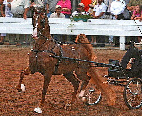 From a photo by Heather Abounader www.abounaderphoto.com (posted to Wiki Commons)